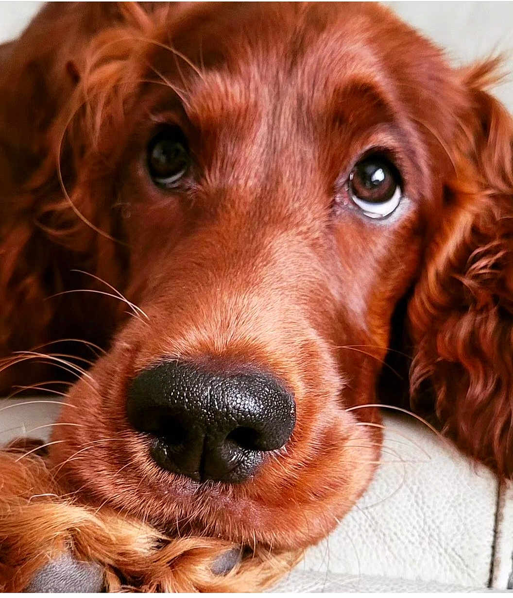 Sadie