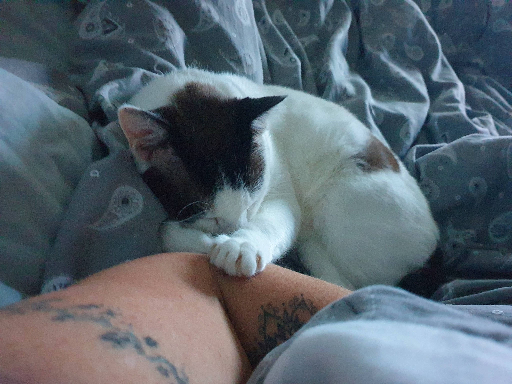 Rocket joined the competition — help win amazing prizes! arm, carnivore, cat, felidae, leg, nap, paw, polydactyl_cat, small_to_medium_sized_cats, whiskers