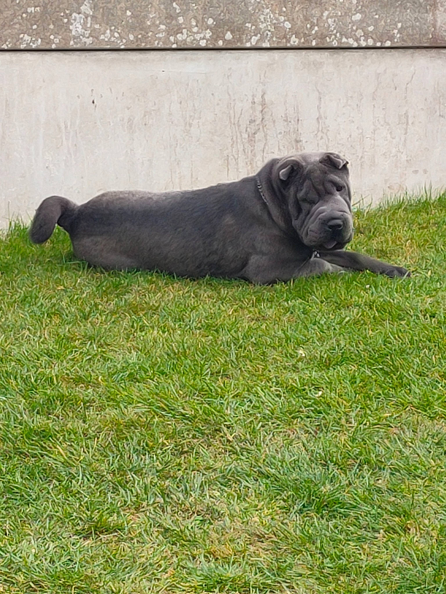 Rouff a rejoint le concours — aidez-le/la à gagner de superbes lots ! art, big_cats, canidae, carnivore, companion_dog, dog, dog_breed, fawn, grass, grassland, guard_dog, molosser, non_sporting_group, sculpture, snout, sporting_group, statue, tail, terrestrial_animal, wildlife