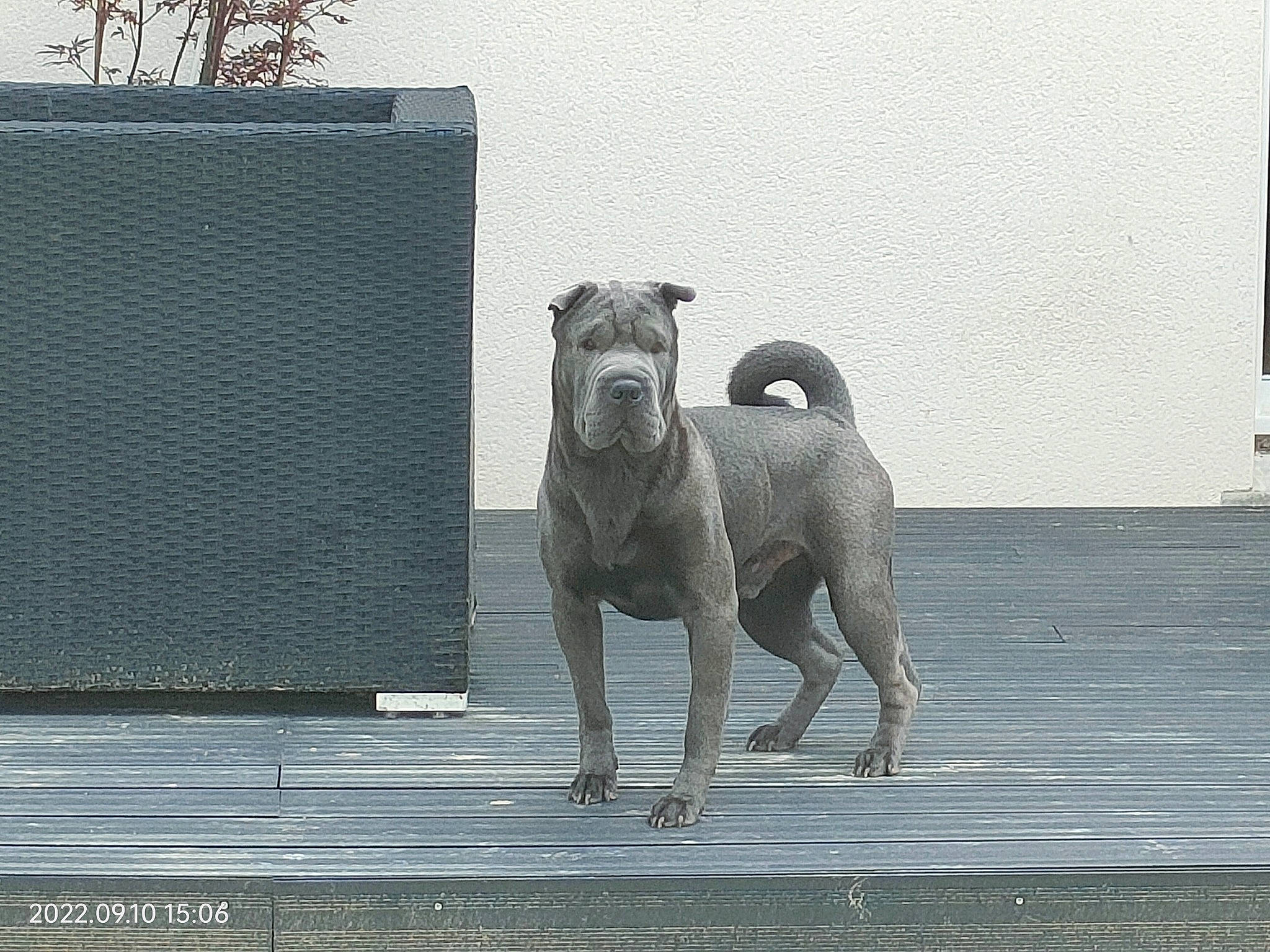 Rouff participe au concours pour gagner de l'argent avec cette photo : airedale_terrier, art, canidae, carnivore, companion_dog, dog, dog_breed, fawn, grey, monochrome_photography, sculpture, snout, sporting_group, statue, street_dog, tail, terrestrial_animal, toy_dog, wood, working_animal