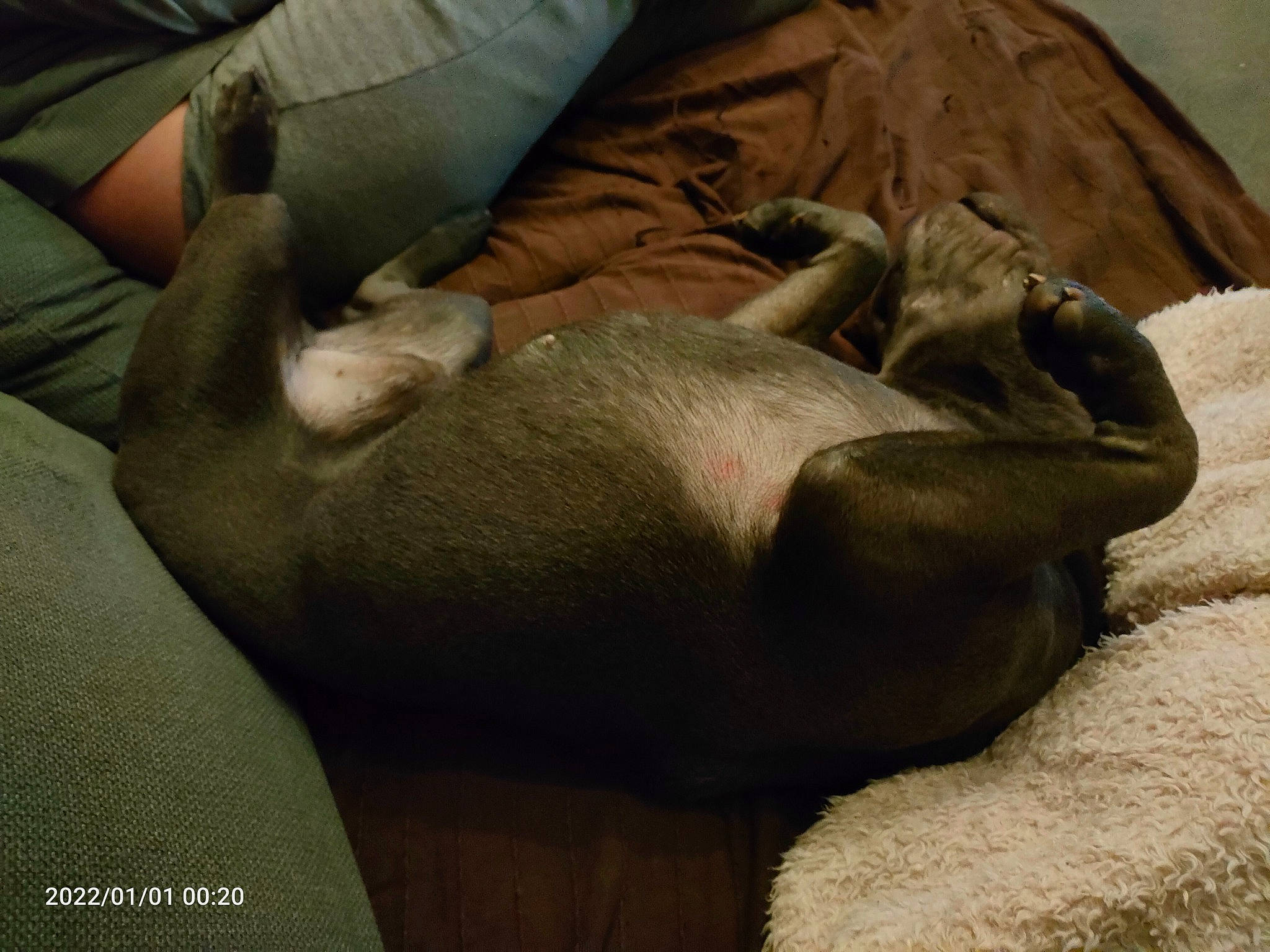 Rouff a rejoint le concours — aidez-le/la à gagner de superbes lots ! canidae, carnivore, comfort, companion_dog, couch, dog, dog_breed, fawn, fur, gesture, human_leg, liver, nap, sleep, snout, sporting_group, terrestrial_animal, wood, working_animal, wrinkle