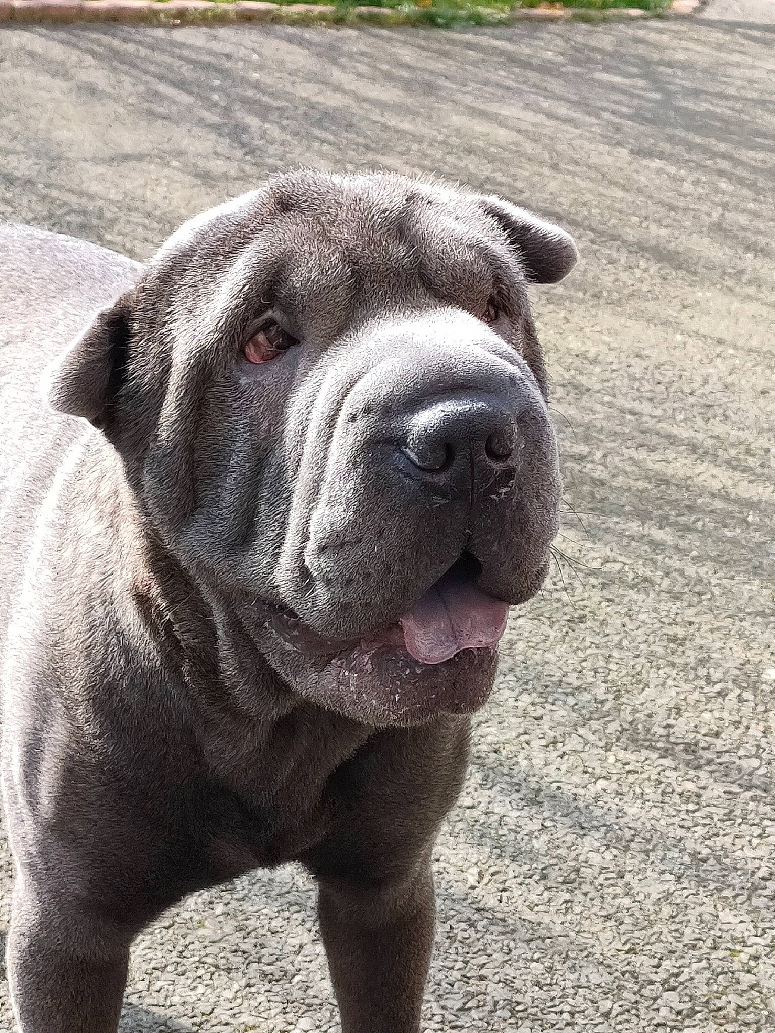 Rouff a rejoint le concours — aidez-le/la à gagner de superbes lots ! ancient_dog_breeds, canidae, carnivore, companion_dog, dog, dog_breed, fawn, grass, molosser, non_sporting_group, snout, sporting_group, terrestrial_animal, whiskers, working_animal, working_dog, wrinkle