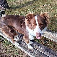 Talia a rejoint le concours — aidez-le/la à gagner de superbes lots ! dog, brown, white, bench, wooden_bench, grass, outdoor, tree_trunk, autumn, leaves, pet, canine, animal, tongue_out, playful, fur, nature, daylight, standing, looking_up