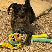 Jojo is registered to the contest to win money with this photo: dog, plush_toy, carpet, pillow, indoor, pet, scruffy, mixed_fur, sitting, playing, toy_monkey, closeup, portrait, fur, whiskers, dark_eyes, nose, front_paw, floor, cozy_room