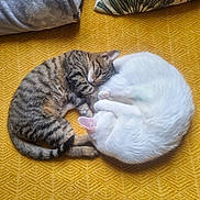 Sylvain a rejoint le concours — aidez-le/la à gagner de superbes lots ! animal, blanket, cat, companion, cozy, curled_up, cushion, cute, domestic, feline, fur, indoor, nap, pets, relaxing, resting, sleeping, tabby_cat, white_cat, yellow