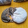 animal, blanket, cat, companion, cozy, curled_up, cushion, cute, domestic, feline, fur, indoor, nap, pets, relaxing, resting, sleeping, tabby_cat, white_cat, yellow