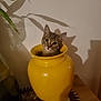 animal, cat, cozy, curiosity, curious, cute, decor, face, feline, indoor, kitten, pet, plant, playful, portrait, shadow, tabby, vase, wooden_table, yellow