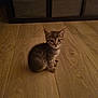 animal, brown, cabinet, cat, curious, cute, domestic_cat, ears, eyes, flooring, furniture, indoor, kitten, looking, pet, sitting, small, tabby, wooden_floor, young