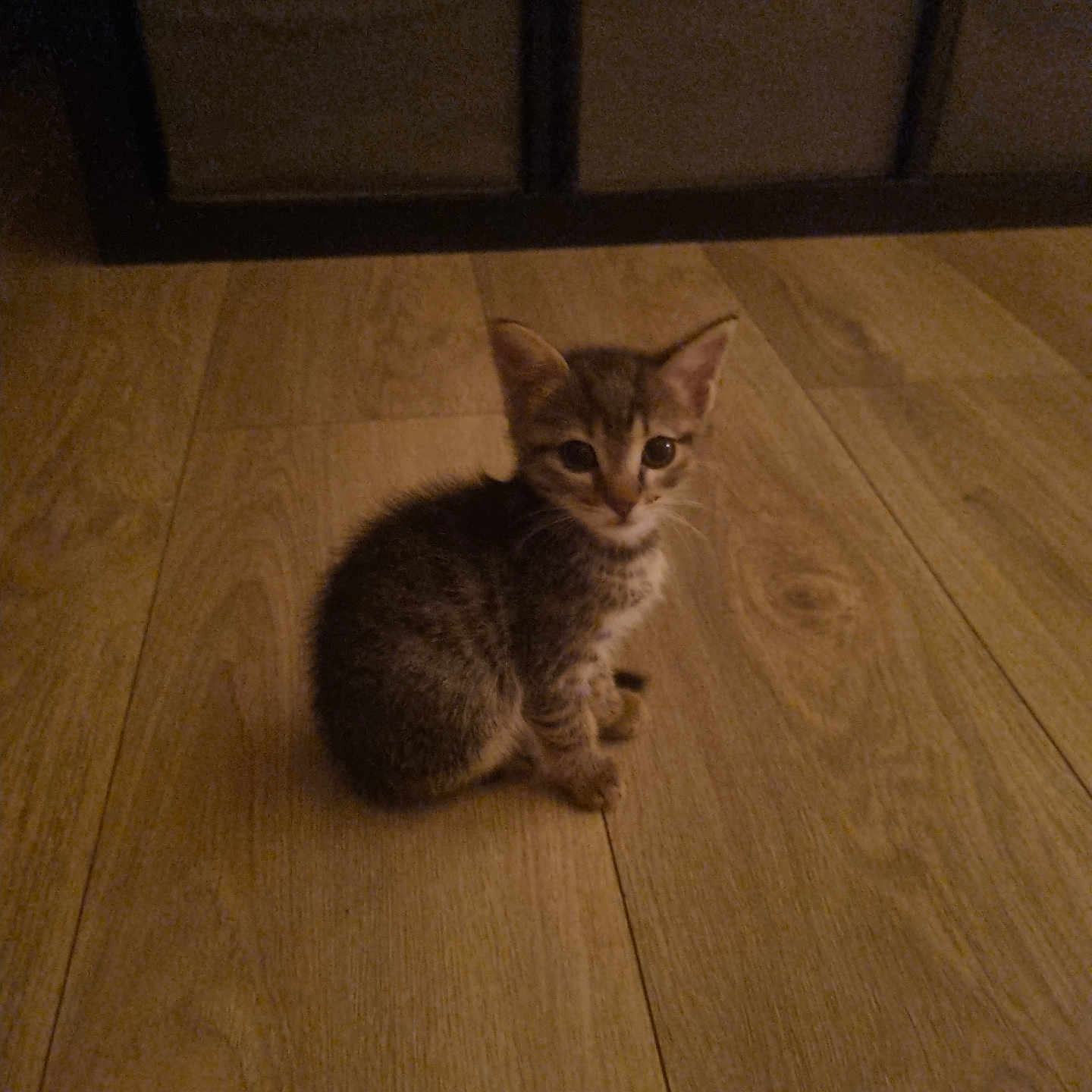 Joelle Sonnefraud a rejoint le concours — aidez-le/la à gagner de superbes lots ! animal, brown, cabinet, cat, curious, cute, domestic_cat, ears, eyes, flooring, furniture, indoor, kitten, looking, pet, sitting, small, tabby, wooden_floor, young
