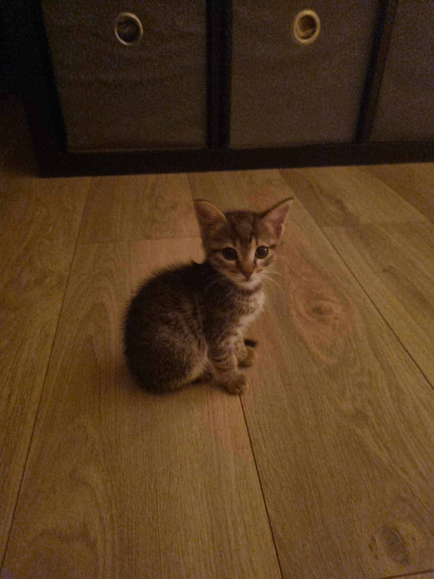 Joelle Sonnefraud a rejoint le concours — aidez-le/la à gagner de superbes lots ! animal, brown, cabinet, cat, curious, cute, domestic_cat, ears, eyes, flooring, furniture, indoor, kitten, looking, pet, sitting, small, tabby, wooden_floor, young