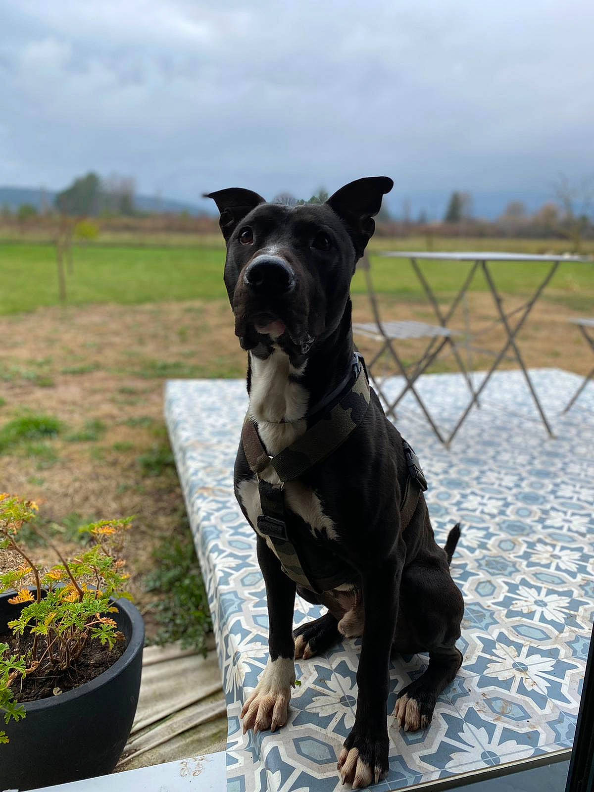 Kaiser a rejoint le concours — aidez-le/la à gagner de superbes lots ! carnivore, cloud, collar, companion_dog, dog, dog_breed, dog_collar, fawn, flowerpot, guard_dog, herb, houseplant, pet_supply, plant, sky, snout, sporting_group, tail, whiskers, working_animal