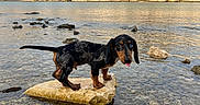 Tyrion a rejoint le concours — aidez-le/la à gagner de superbes lots ! animal, cute, dachshund, dog, heterochromia, landscape, mountain, nature, outdoor, playful, puppy, reflection, rock, rocks, scenic, shallow_water, sky, small_dog, tongue_out, water