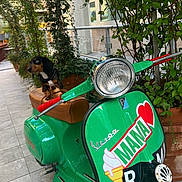 Tyrion participe au concours pour gagner de l'argent avec cette photo : dog, puppy, dachshund, vespa, scooter, green, outdoor, plants, potted_plants, seat, handlebars, tile_floor, window, railing, daylight, curious, pet, vehicle, transportation, decorative_stickers