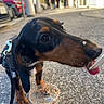 Tyrion participe au concours pour gagner de l'argent avec cette photo : dog, puppy, dachshund, leash, street, pavement, food, spoon, plastic_cup, outdoor, daylight, people, blurred_background, car, curious, close_up, black_and_brown, animal, pet, tongue