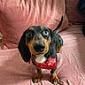dog, dachshund, bandana, red_bandana, heterochromia, blue_eye, brown_eye, pet, canine, indoor, couch, pink_couch, fur, tail, cute, looking_up, small_dog, domestic_animal, animal, friendly