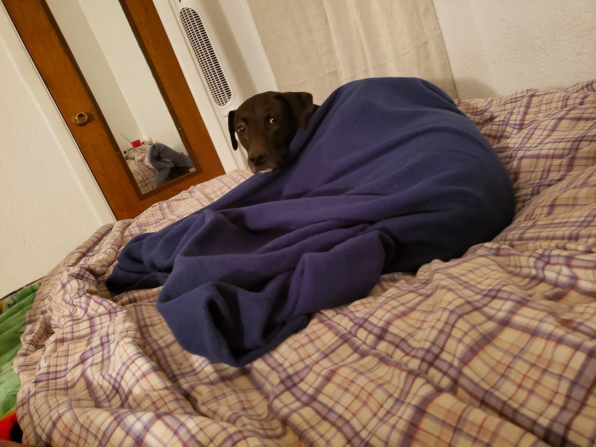 Hope joined the competition — help win amazing prizes! bed_sheet, bedding, bedroom, blanket, comfort, companion_dog, dog, flooring, fur, hardwood, human_leg, linens, nap, pattern, plaid, room, sitting, tints_and_shades, window, wood