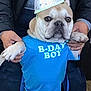 Maxamillan joined the competition — help win amazing prizes! dog, birthday, party_hat, blue_shirt, bday_boy, pet, celebration, costume, canine, leash, indoor, person_holding, hands, brown_dog, french_bulldog, pet_clothing, cute, festive, portrait, animal
