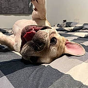 Maxamillan is registered to the contest to win money with this photo: dog, playful, tongue_out, paw, bed, bedspread, striped, indoor, pet, canine, cute, lying_down, closeup, animal, fur, ears, whiskers, nose, home, relaxed