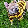 Maxamillan joined the competition — help win amazing prizes! dog, french_bulldog, costume, bee_costume, yellow, brown, grass, outdoor, pet, leash, ears, animal, cute, fur, walking, nature, greenery, plant, playful, closeup