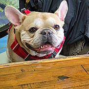 Maxamillan joined the competition — help win amazing prizes! animal, canine, chair, closeup, dog, domestic, ears, face, french_bulldog, fur, happy, indoor, jacket, looking, mouth, pet, red_harness, smile, table, wood