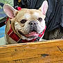 animal, canine, chair, closeup, dog, domestic, ears, face, french_bulldog, fur, happy, indoor, jacket, looking, mouth, pet, red_harness, smile, table, wood