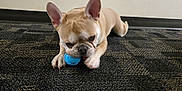 Maxamillan joined the competition — help win amazing prizes! dog, french_bulldog, pet, playing, ball, carpet, indoor, animal, cute, ears, tongue, floor, paw, chewing, small_dog, beige, toy, texture, resting, muzzle