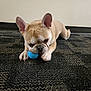 dog, french_bulldog, pet, playing, ball, carpet, indoor, animal, cute, ears, tongue, floor, paw, chewing, small_dog, beige, toy, texture, resting, muzzle