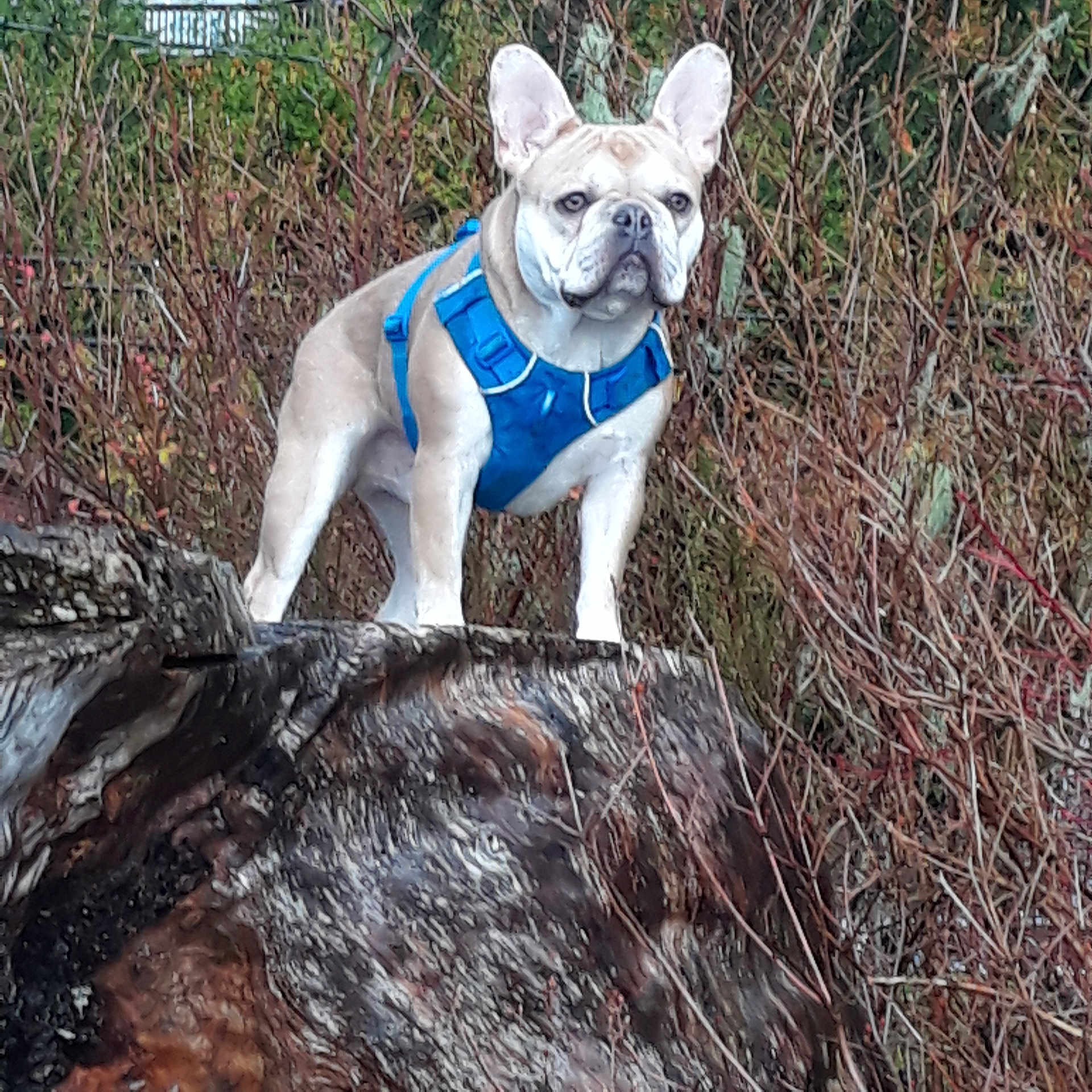 Maxamillan joined the competition — help win amazing prizes! french_bulldog, dog, blue_harness, tree_stump, outdoor, nature, bushes, leafless, pet, canine, alert, standing, animal, fur, ears, snout, wild, forest, serious, brown