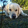 Max a rejoint le concours — aidez-le/la à gagner de superbes lots ! canidae, carnivore, companion_dog, dog, dog_breed, fawn, golden_retriever, grass, hunting_dog, labrador_retriever, mammal, puppy, retriever, snout, sporting_group, vertebrate