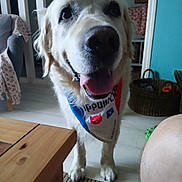 Max a rejoint le concours — aidez-le/la à gagner de superbes lots ! dog, golden_retriever, pet, indoor, bandana, tongue_out, happy, furniture, basket, chair, floor, table, carpet, homedecor, cute, animal, closeup, portrait, friendly, domestic