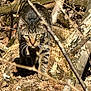 cat, tabby_cat, wildlife, forest, branches, logs, outdoor, nature, animal, mammal, fur, whiskers, eyes, camouflage, tree_bark, woodland, walking, wild_cat, predator, focused