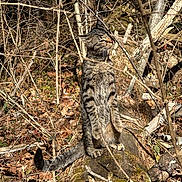 Theo is registered to the contest to win money with this photo: cat, tabby_cat, standing, forest, log, moss, leaves, branches, outdoor, nature, animal, wildlife, alert, sunlight, tree, wood, fur, mammal, daylight, wilderness