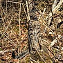cat, tabby_cat, standing, forest, log, moss, leaves, branches, outdoor, nature, animal, wildlife, alert, sunlight, tree, wood, fur, mammal, daylight, wilderness
