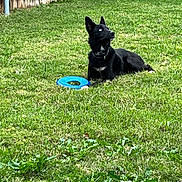 Gojo joined the competition — help win amazing prizes! dog, black_dog, blue_eyes, frisbee, grass, lawn, outdoor, pet, playing, animal, resting, collar, fence, daytime, greenery, nature, canine, alert, summer, backyard