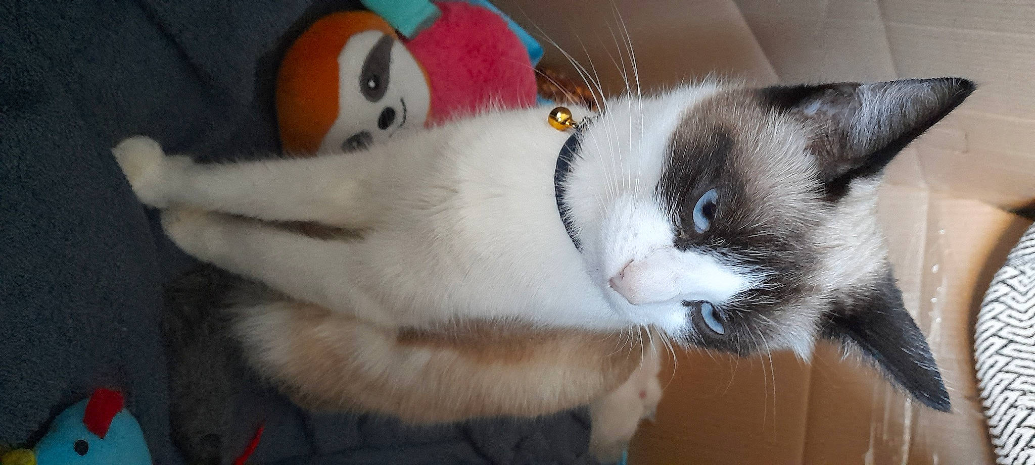 Melba a rejoint le concours — aidez-le/la à gagner de superbes lots ! carmine, carnivore, cat, claw, comfort, domestic_short_haired_cat, felidae, foot, fur, paw, plush, small_to_medium_sized_cats, snout, stuffed_toy, tail, toy, whiskers