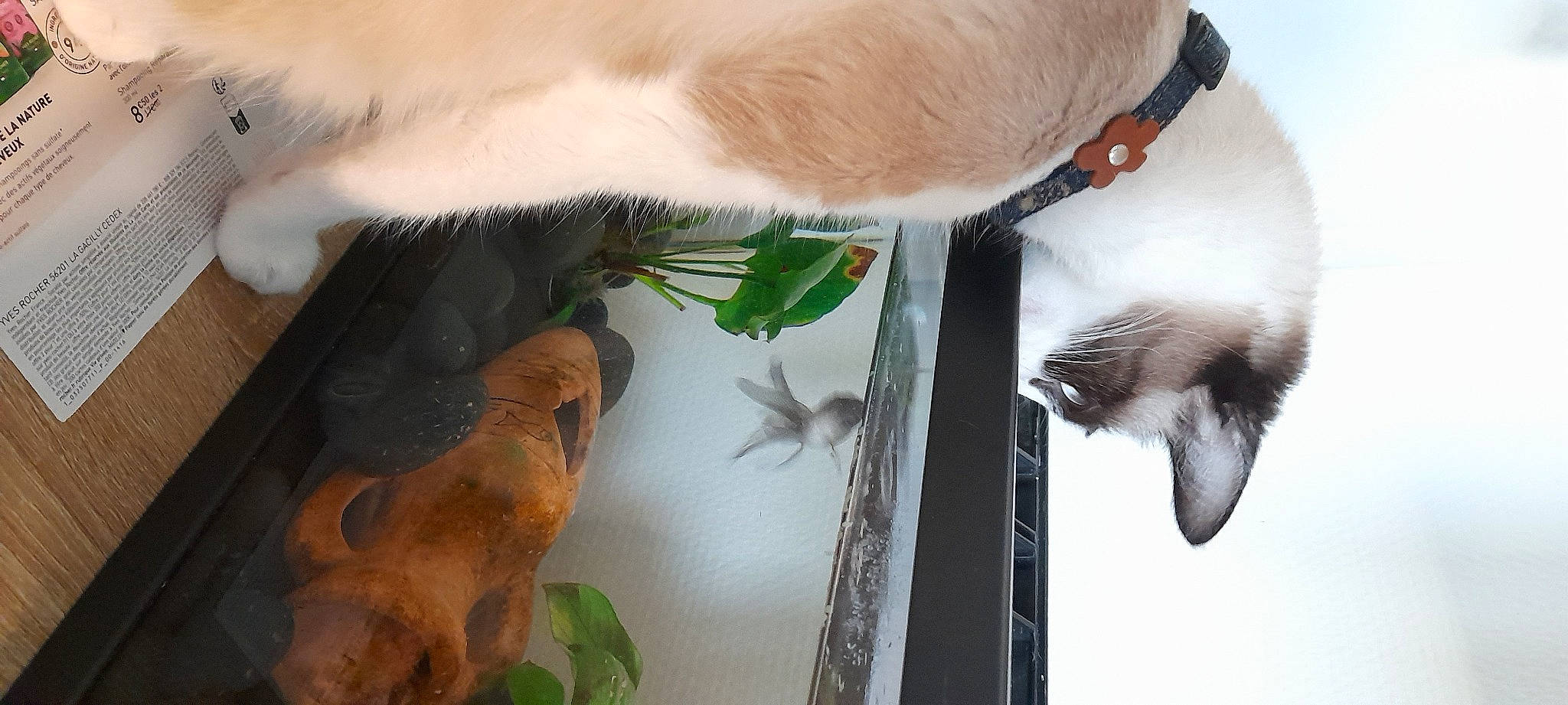 Melba participe au concours pour gagner de l'argent avec cette photo : beak, bird, canidae, carnivore, cat, collar, dog_breed, fawn, feather, felidae, fur, plant, small_to_medium_sized_cats, snout, tail, toy, vertebrate, whiskers, wildlife, wing