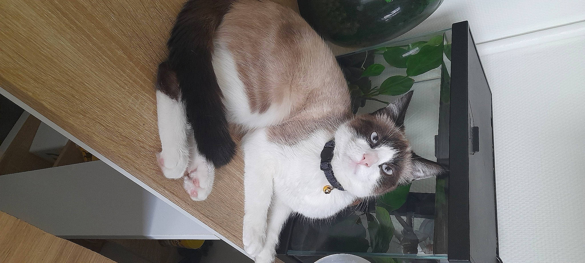 Melba a rejoint le concours — aidez-le/la à gagner de superbes lots ! carnivore, cat, collar, comfort, domestic_short_haired_cat, felidae, fur, paw, plant, small_to_medium_sized_cats, tail, whiskers