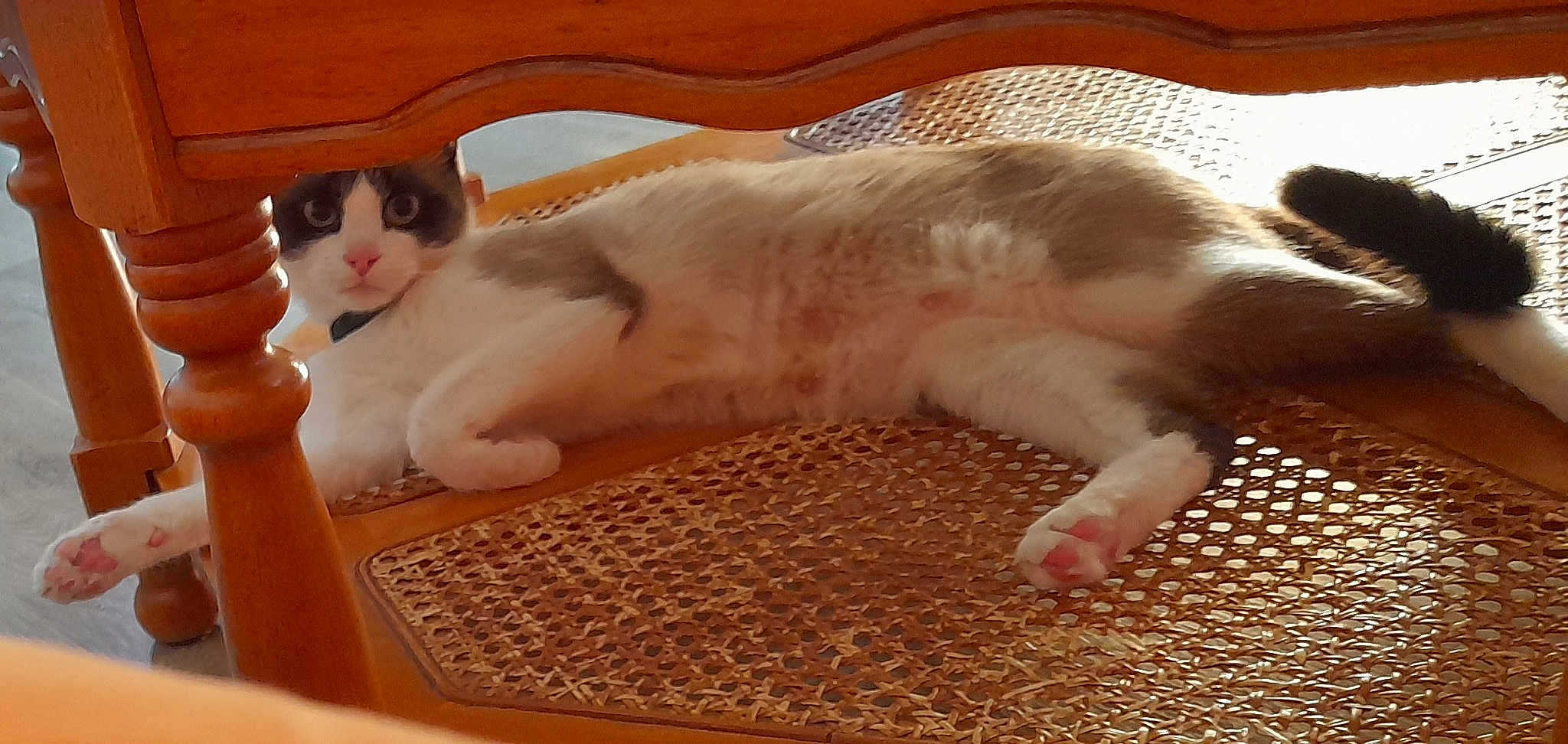Melba