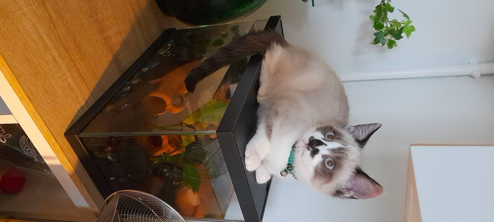 Saskya a rejoint le concours — aidez-le/la à gagner de superbes lots ! balinese, carnivore, cat, domestic_short_haired_cat, electric_fan, fawn, felidae, fur, mechanical_fan, paw, pet_supply, siamese, small_to_medium_sized_cats, tail, thai, tonkinese, whiskers