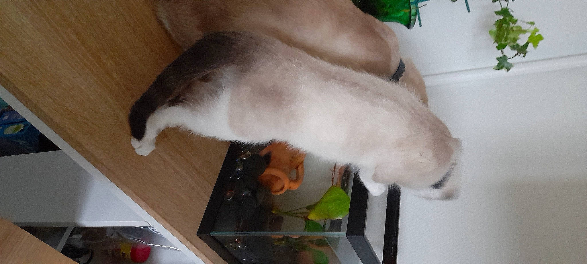 Saskya participe au concours pour gagner de l'argent avec cette photo : canidae, carnivore, cat, cooking, dog_breed, domestic_short_haired_cat, fawn, felidae, fur, gesture, hardwood, machine, mammal, room, small_to_medium_sized_cats, snout, sporting_group, tableware, tail, whiskers