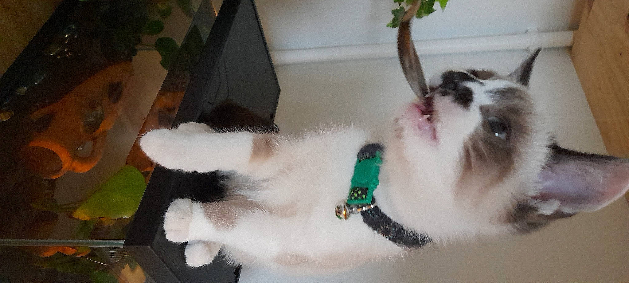 Saskya a rejoint le concours — aidez-le/la à gagner de superbes lots ! canidae, carnivore, cat, claw, collar, companion_dog, dog_breed, fawn, felidae, flowerpot, fur, houseplant, paw, pet_supply, plant, small_to_medium_sized_cats, snout, sporting_group, tail, whiskers