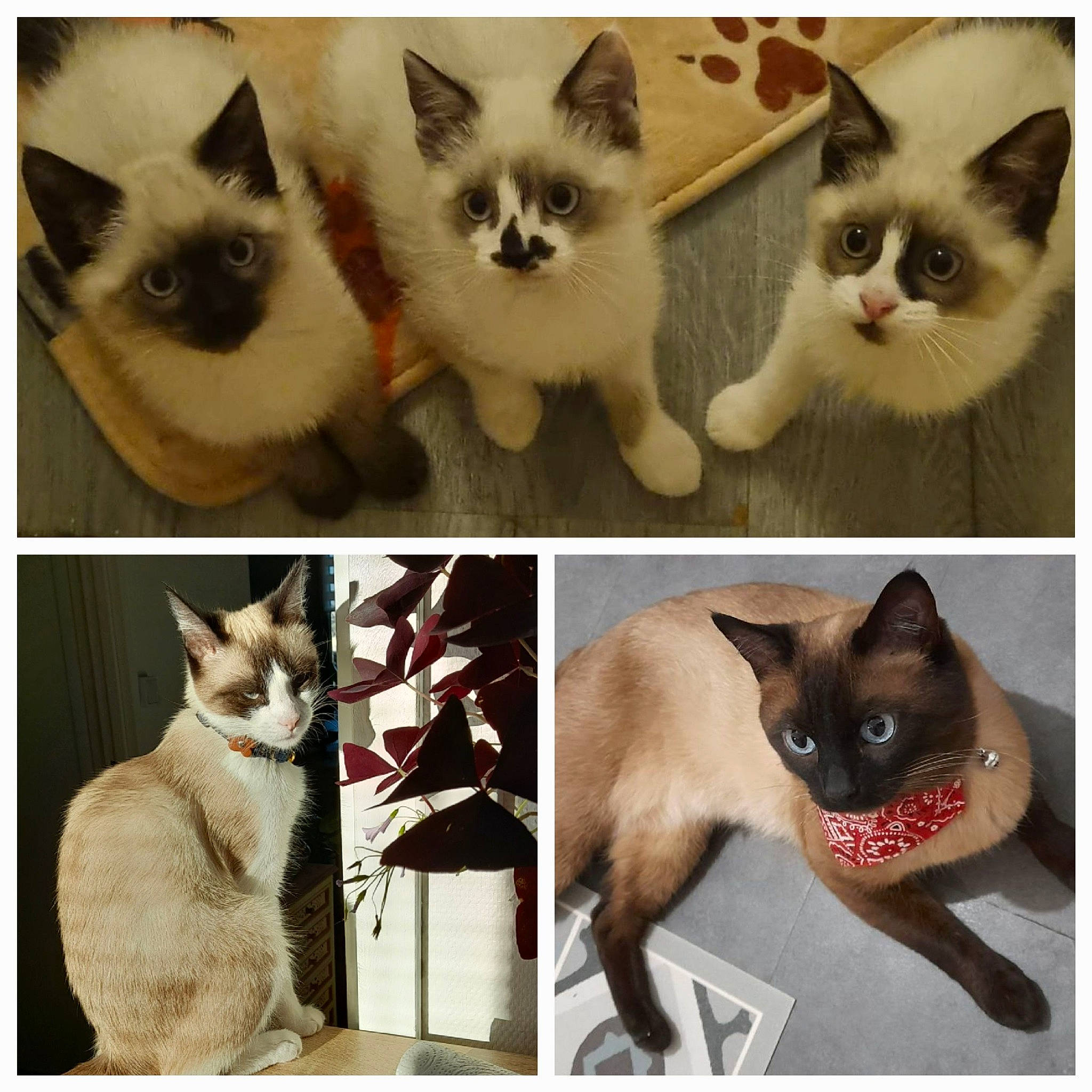 Saskya a rejoint le concours — aidez-le/la à gagner de superbes lots ! carnivore, cat, felidae, fur, green, internet_meme, iris, mammal, organism, photo_caption, photograph, plant, rectangle, siamese, small_to_medium_sized_cats, snapshot, snout, vertebrate, whiskers, white