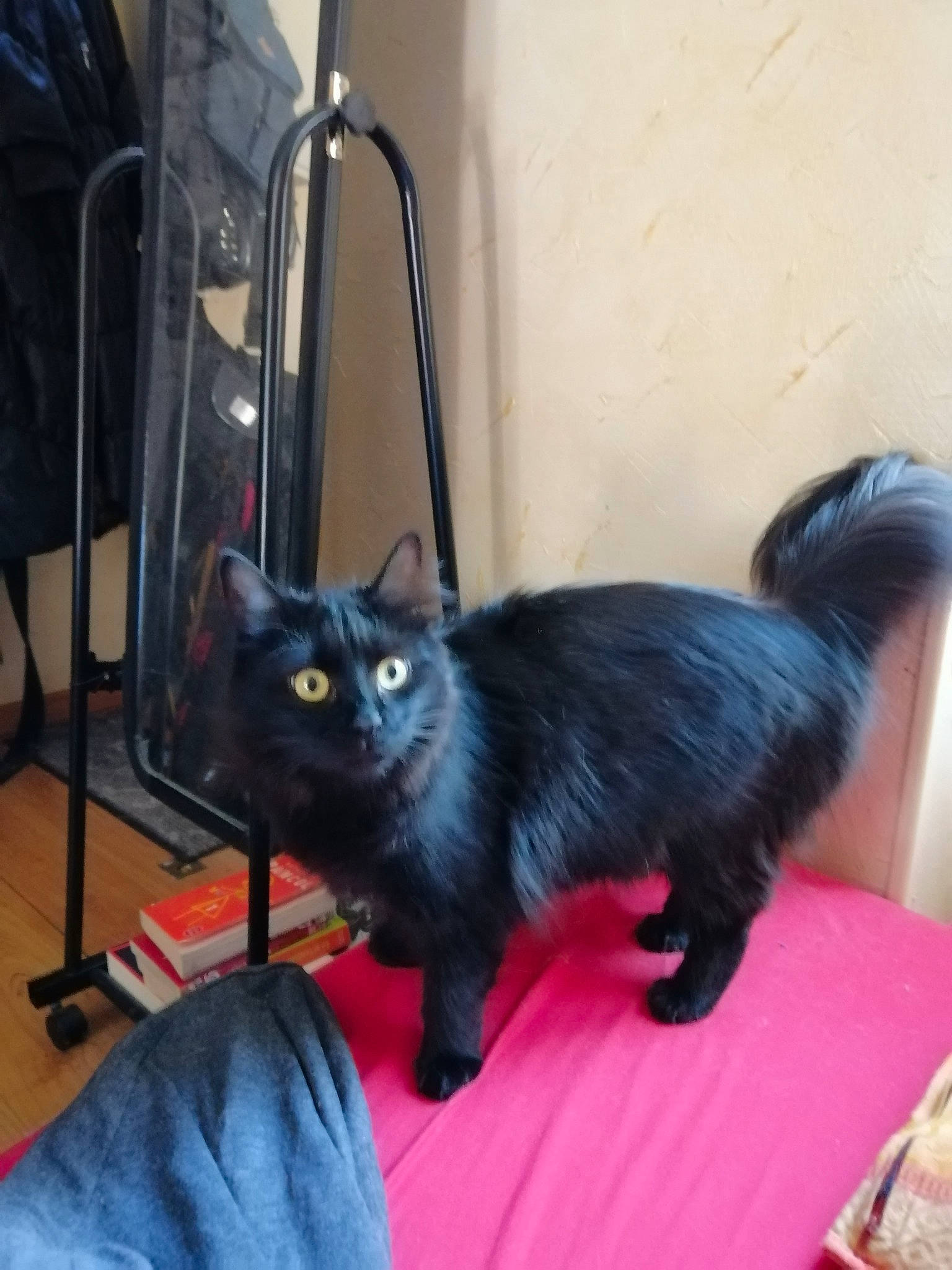 Gandhi a rejoint le concours — aidez-le/la à gagner de superbes lots ! asian, black_cat, bombay, carnivore, cat, domestic_long_haired_cat, domestic_short_haired_cat, felidae, kitten, mammal, small_to_medium_sized_cats, tail, vertebrate, whiskers