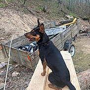 Sassy joined the competition — help win amazing prizes! animal, black_and_tan, daylight, dirt, dog, ears_up, forest, nature, outdoor, pet, planks, rustic, side_view, sitting, tools, trailer, trees, wood, woodland, worksite