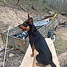 dog, outdoor, wood, planks, trailer, tools, rustic, nature, trees, dirt, animal, pet, black_and_tan, sitting, side_view, ears_up, worksite, forest, woodland, daylight