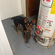 Sassy joined the competition — help win amazing prizes! dog, black_and_tan, small_dog, utility_room, water_heater, warning_labels, gray_floor, door, white_wall, pipe, curious, pet, indoor, alert, standing, looking_at_camera, animal, household, appliance, domestic
