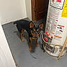 dog, black_and_tan, small_dog, utility_room, water_heater, warning_labels, gray_floor, door, white_wall, pipe, curious, pet, indoor, alert, standing, looking_at_camera, animal, household, appliance, domestic
