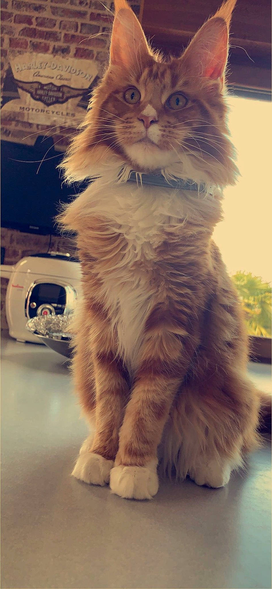 Sya a rejoint le concours — aidez-le/la à gagner de superbes lots ! british_longhair, carnivore, cat, domestic_short_haired_cat, door, electric_blue, felidae, fur, light, maine_coon, paw, small_to_medium_sized_cats, snout, tail, whiskers, window, windshield