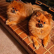 Max And Harper is registered to the contest to win money with this photo: dog, pomeranian, fluffy, pet, indoor, fireplace, brick_hearth, carpet, cute, animal, companion, two_dogs, relaxed, cozy, fur, small_dog, domestic, mammal, friend, lying_down