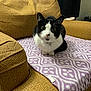 Dagger joined the competition — help win amazing prizes! armchair, bell, black_and_white_cat, blanket, cat, collar, cozy, curious, domestic_animal, feline, furniture, home, indoor, indoor_lighting, patterned_blanket, pet, purple_blanket, resting, sitting, wide_eyes